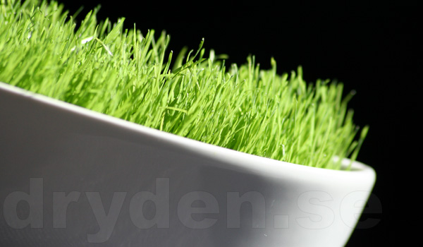 wf_em_gras08_03.jpg