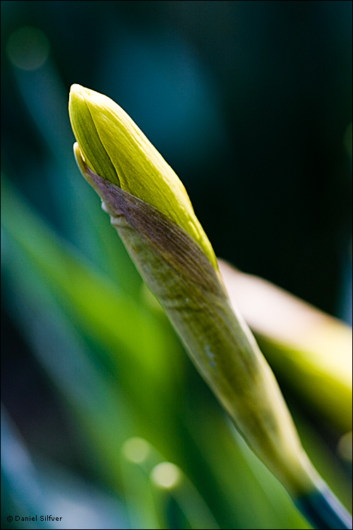 080411_lilja.jpg