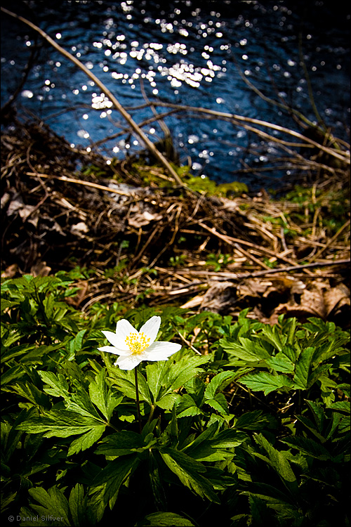 080411_sippa.jpg