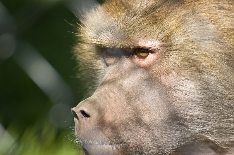 monkey.jpg