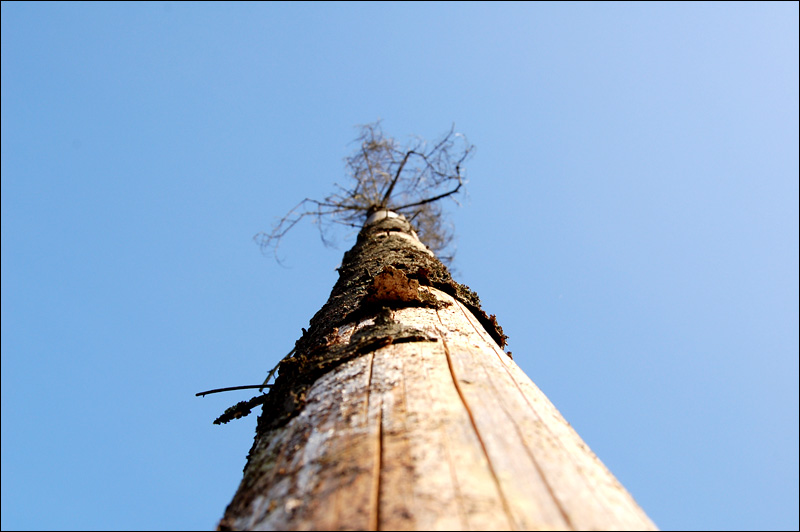 tree2.jpg