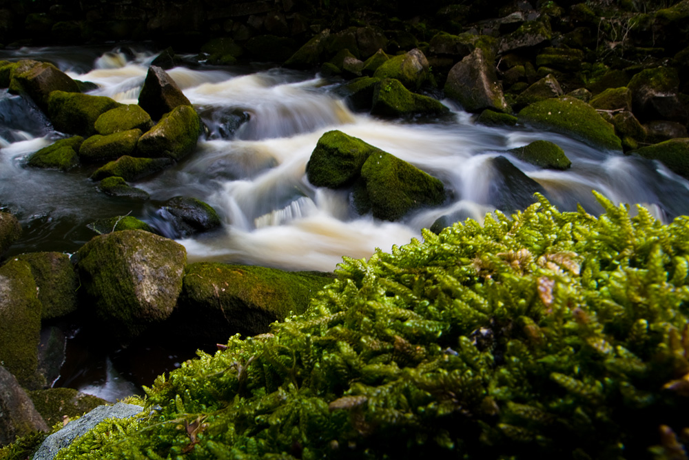 _MG_4992_1000.jpg