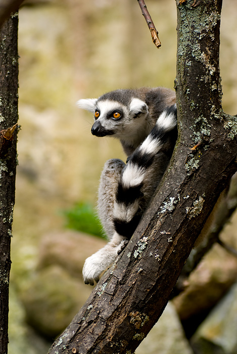 lemur_1.jpg