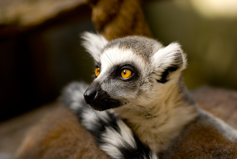 lemur_2.jpg