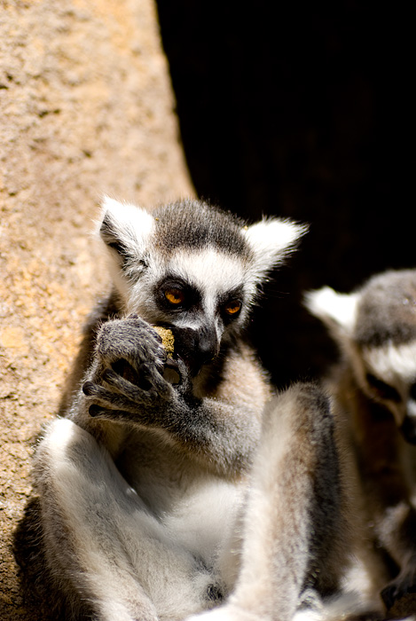 lemur_3.jpg