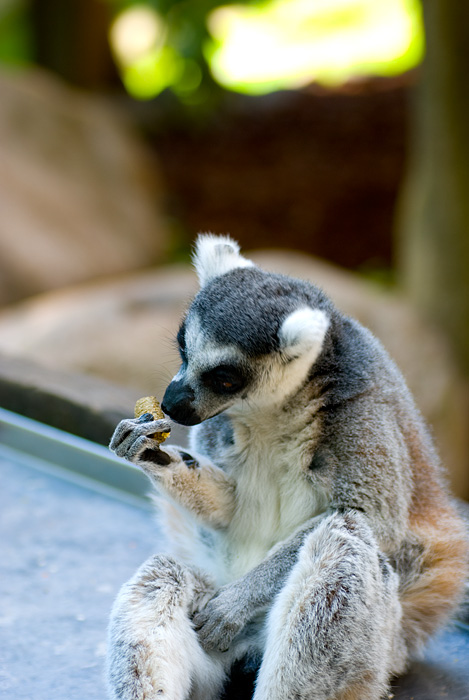 lemur_4.jpg