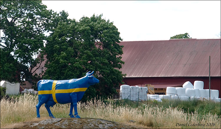 Dalarna 2008 - Sverigekossa.jpg