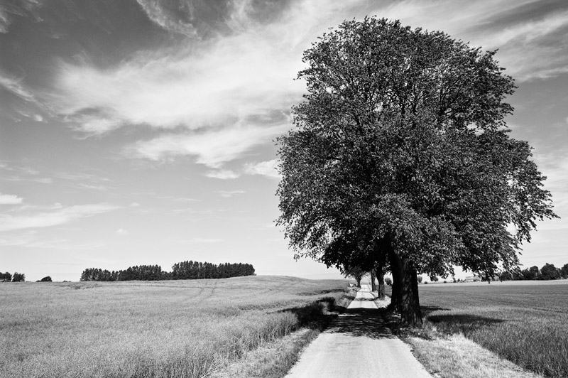 treeroad.jpg