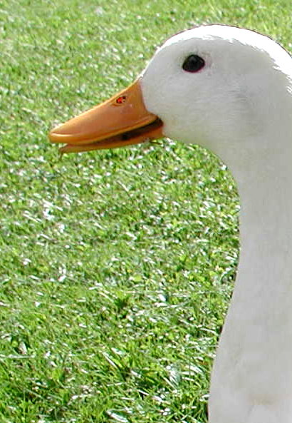 duck.jpg