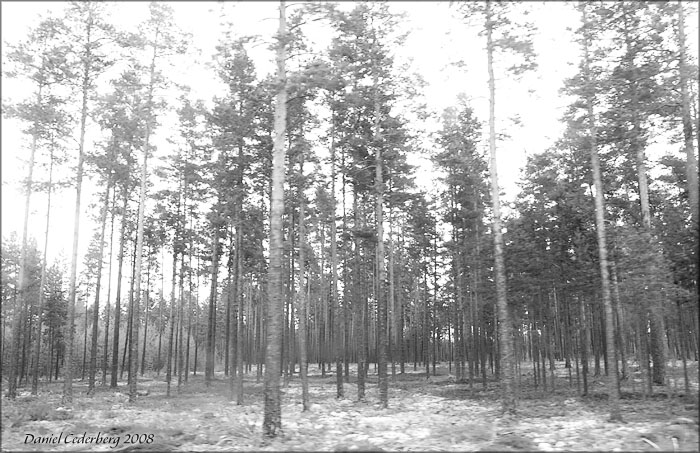 Dalarna 2008 - Vägfoto 10 - Trädsudd.jpg
