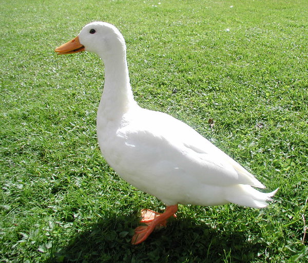 duck2.jpg