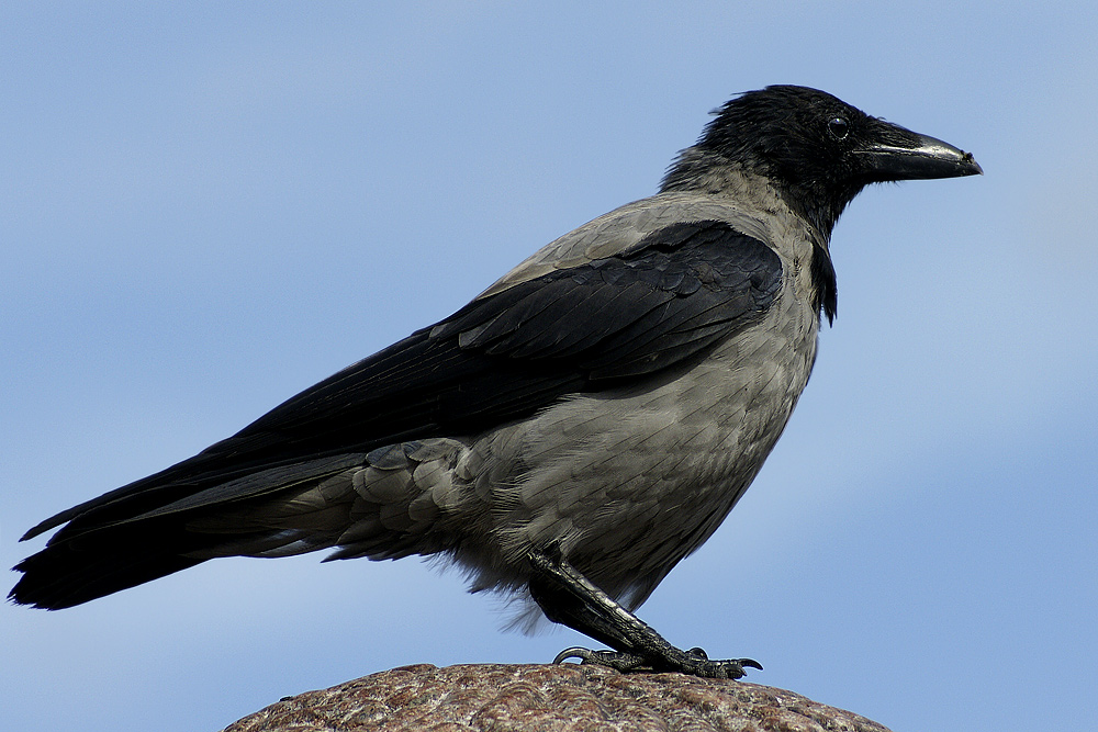 crow.jpg