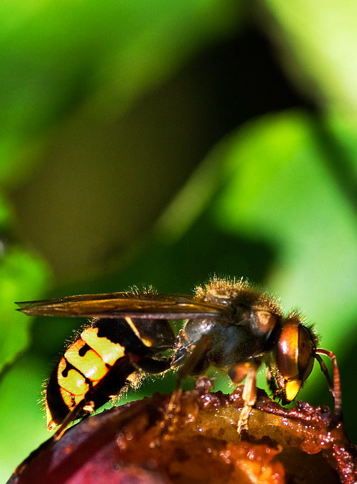 wasp.jpg