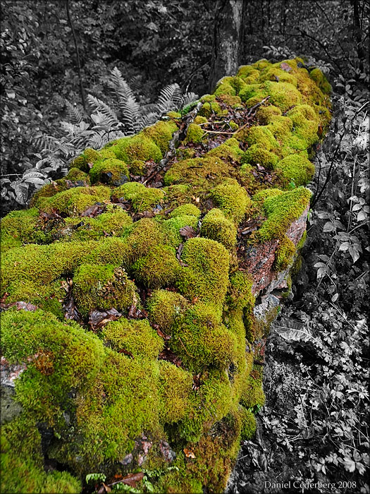 Mossig mur.jpg