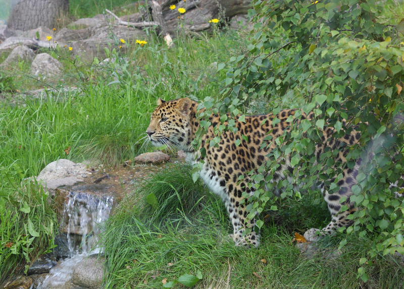 Leopard.JPG