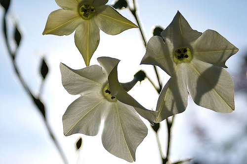 WFlowers.jpg