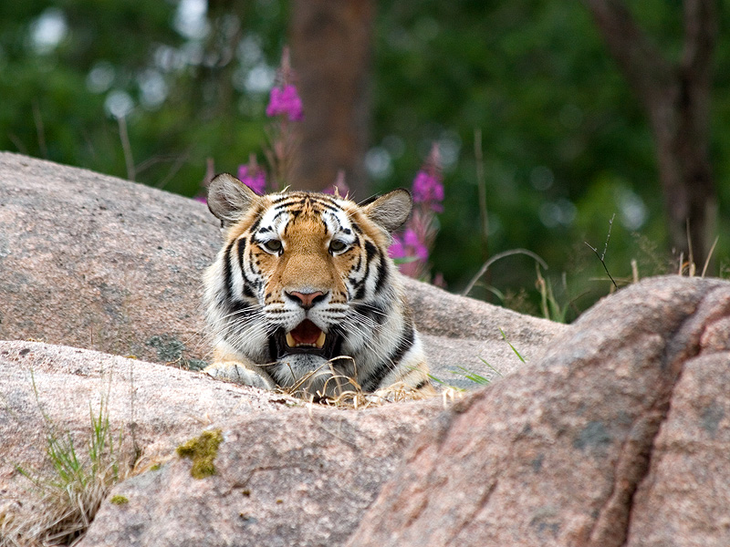 pigg.jpg