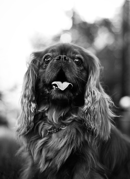 dog.jpg
