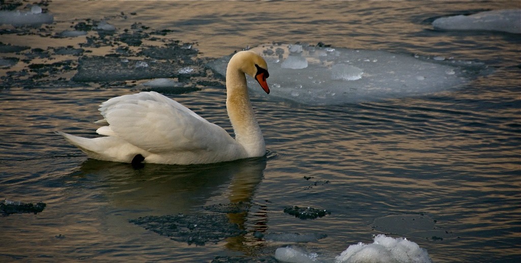 DSC_7168.jpg