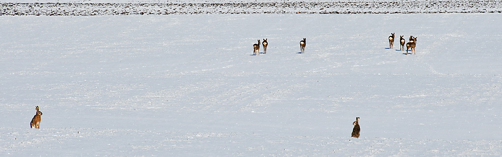 _DSC9067.jpg