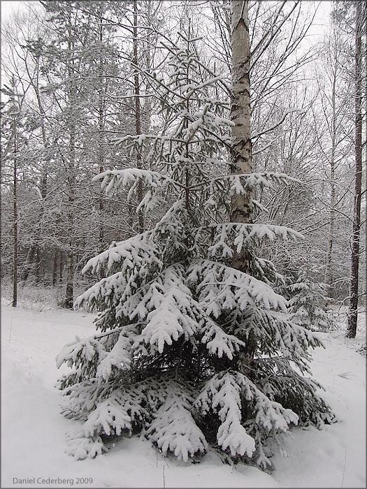 Sista snön 2009 - 01.jpg