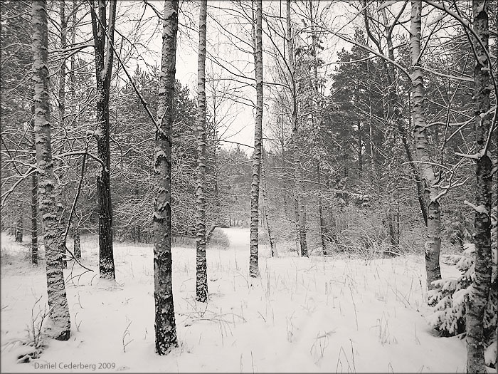 Sista snön 2009 - 02.jpg