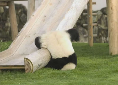 43 Panda Falls Down.jpg