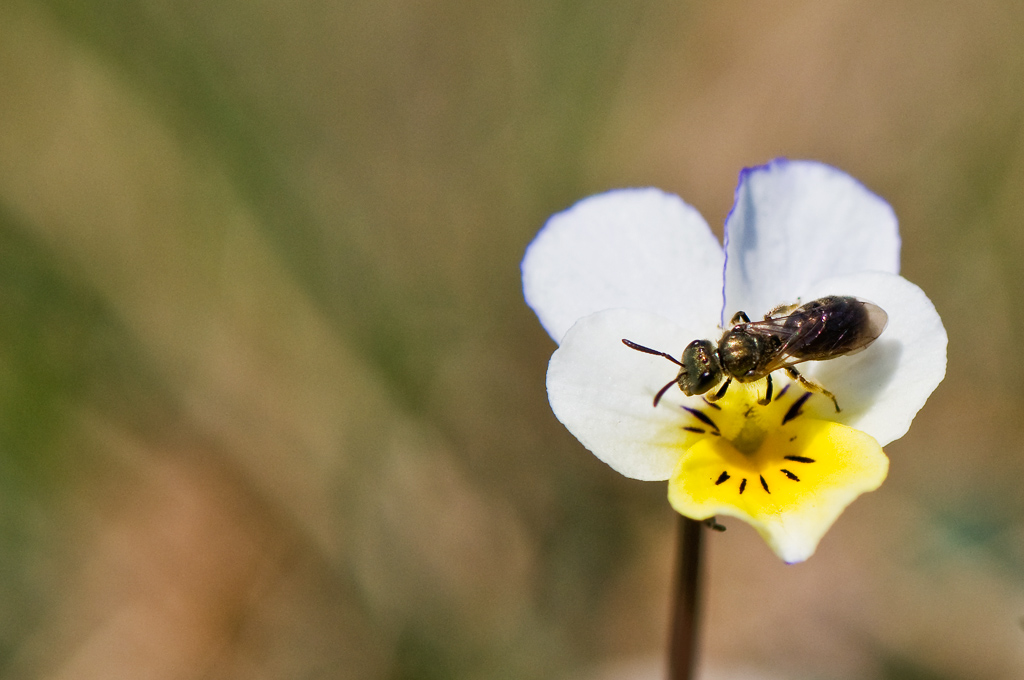 blomma1.jpg