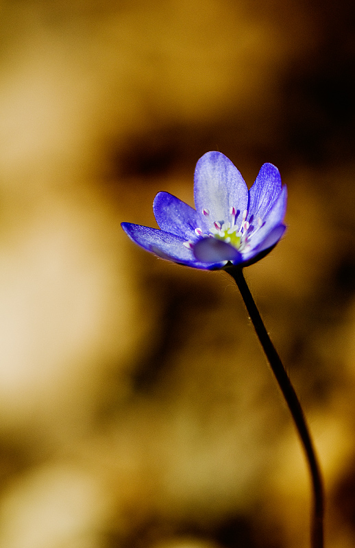 blue2.jpg