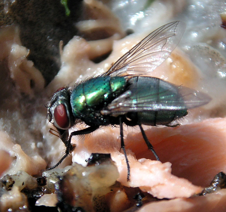 p752.jpg