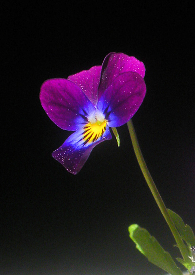 DSCN19851-mindre strl.jpg