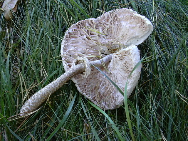 dscn0151.jpg