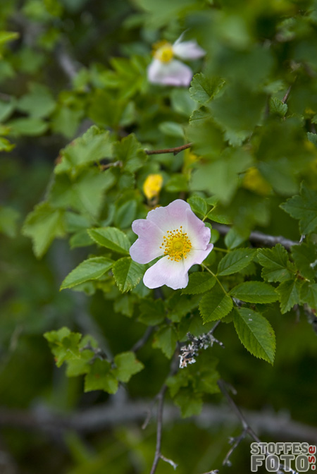 DSC_15538.jpg