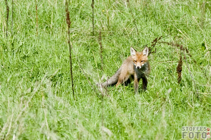 DSC_1294.jpg