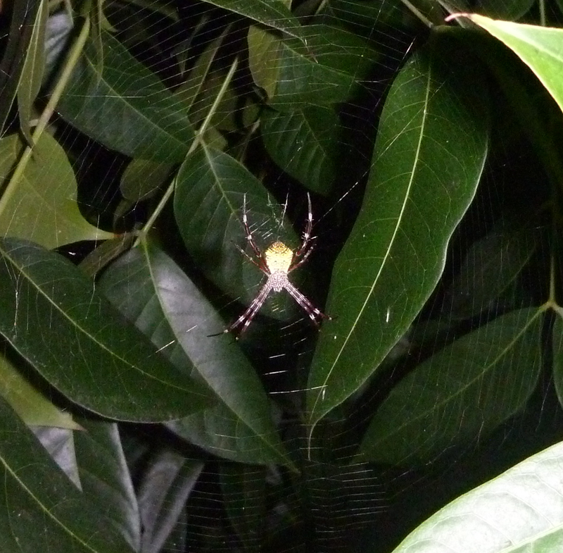 P1010872.jpg