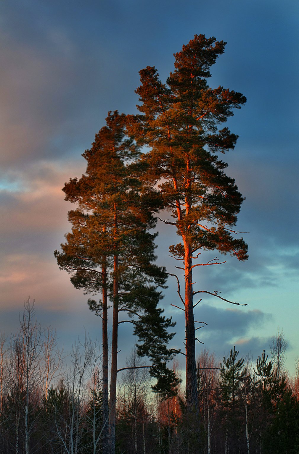 tree.jpg