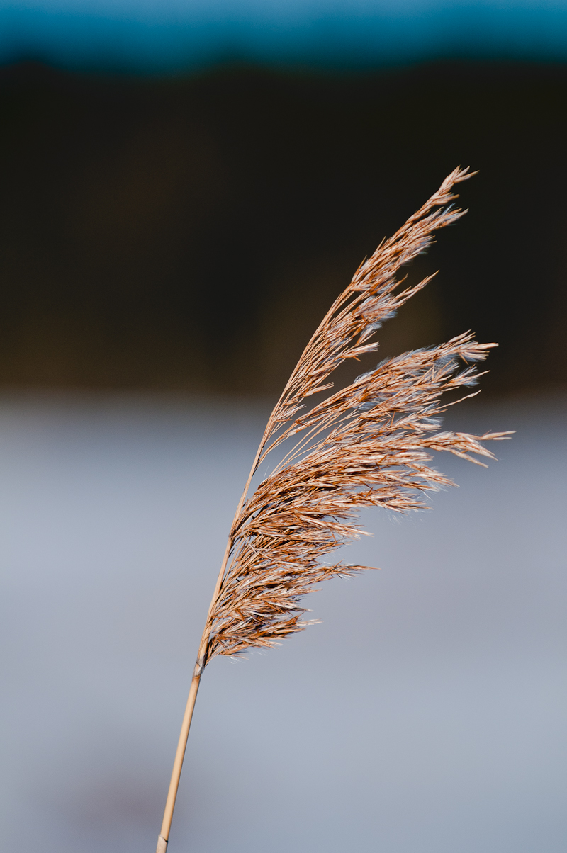 straw-0452.jpg
