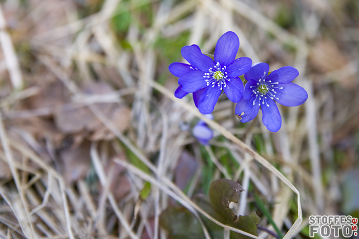 DSC_5812.jpg