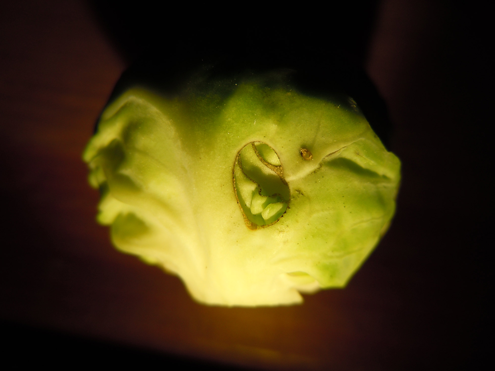 sallad-eller-2.jpg