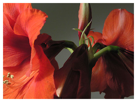 amaryllis3.jpg
