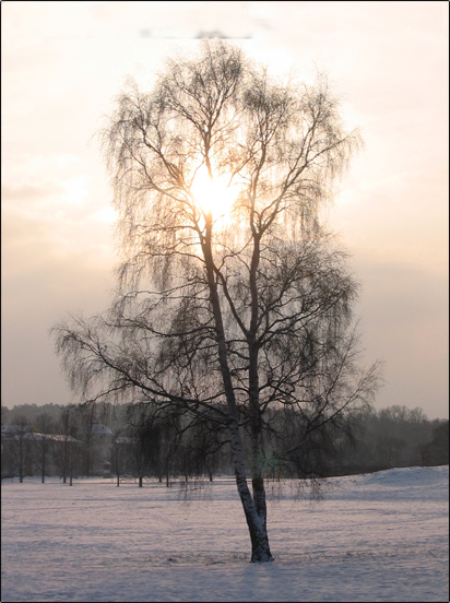 the-white-tree.jpg
