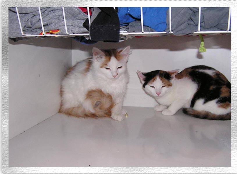 katter.jpg