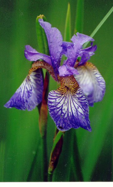 iris4.jpg