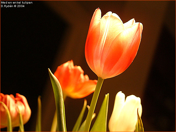 wf_tulipan.jpg