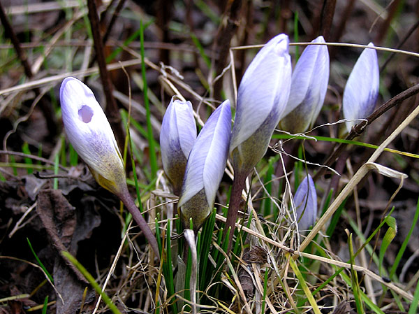 scilla 14 mars 2004.jpg