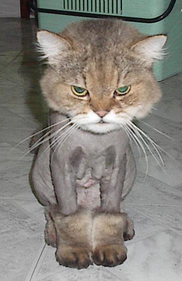 katt.jpg