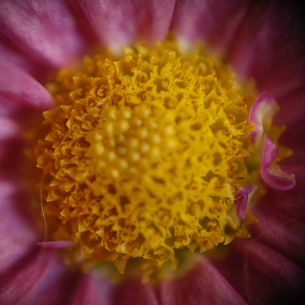 blomma2.jpg