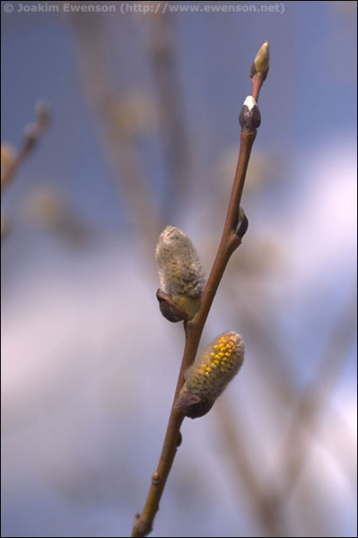wf_spring.jpg