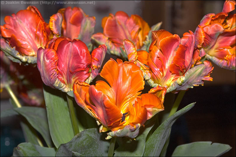wf_blommor.jpg