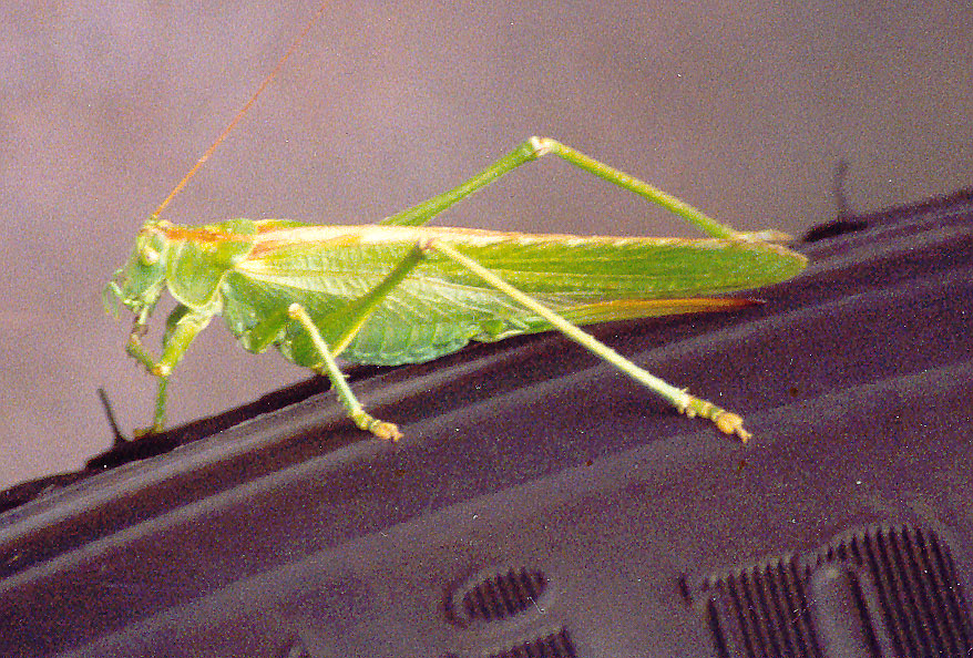 greenmonster.jpg